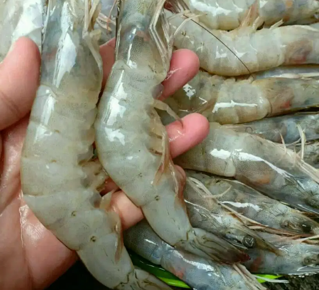 Ilustrasi udang. (Foto: Istimewa)