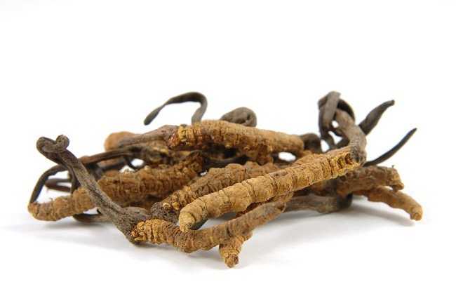 Jamur Cordyceps. (Foto: Istimewa)