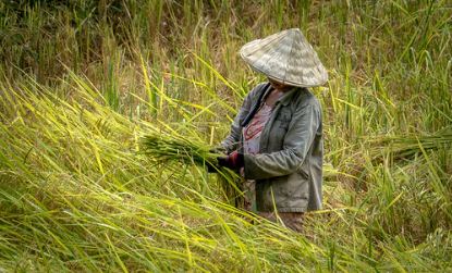 UMM kembangkan padi super UM2-400. (Unsplash.com)