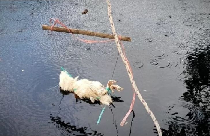 Tim BKSDA memasang jerat dengan umpan bangkai ayam untuk menangkap buaya yang sering muncul dan menyerang warga Desa Handil Sohor, Minggu 21 Juni 2020. (Foto: Antara/BKSDA Pos Sampit)