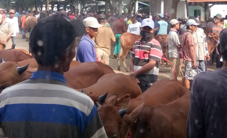 Suasana Pasar Hewan di Besuk, Kabupaten Probolinggo setelah dibuka paksa para pedagang. (Foto: Ikhsan Mahmudi/ngopibareng.id)