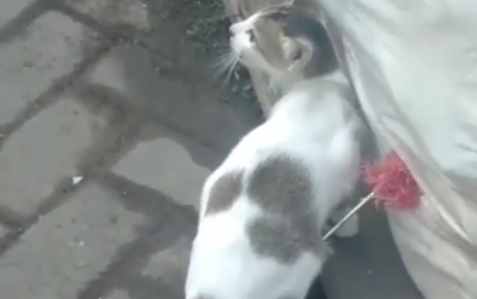 Kucing tertancap anak panah akibat perang antar pemuda di Makassar. (Foto: Dok @fakta.indo)