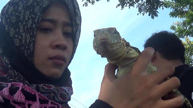 Petani di Kediri melepas satwa predator untuk menekan hama pertanian. (Fendy Plesmana/Ngopibareng.id)