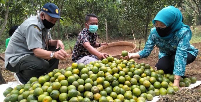 Ketua TP PKK Pasuruan Lulis Irsyad Yusuf bersama petani melaksanakan panen raya jeruk. (Foto: Dok Humas)