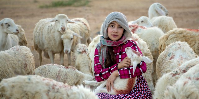 Domba-domba peliharaan siap untuk jadi hewan kurban. (Foto: Istimewa)