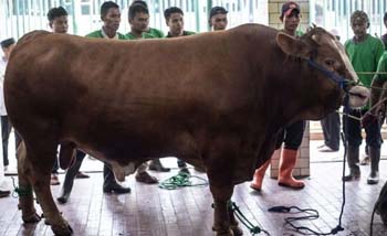 Sapi kurban dari Presiden Jokowi pada Idul Ada tahun lalu yang diserahkan pengurus Masjid Istiqlal jakarta. (Foto:Dokumentasi)