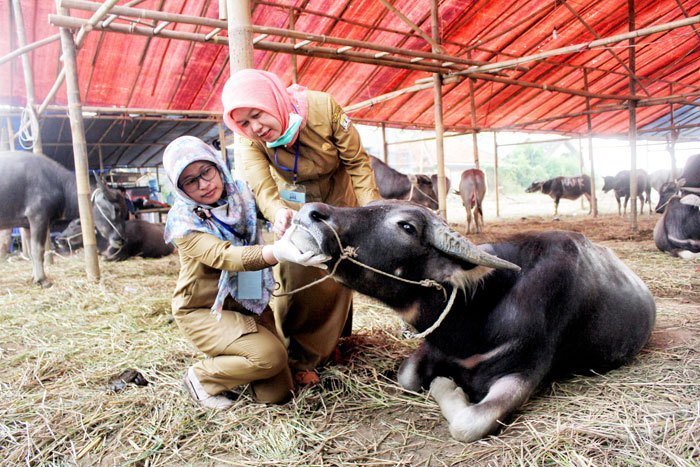 Penjualan hewan kurban tetap mengacu pada kesehatan hewan. (Foto: istimewa)