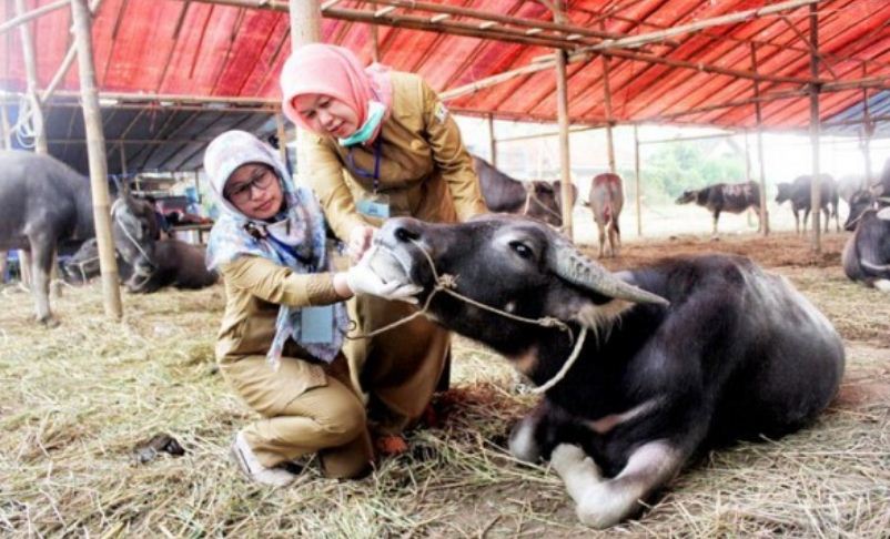 ercepatan Penanganan Covid-19 mengelurkan empat aturan pemotongan hewan kurban saat Idul Adha. Ilustrasi kurban (foto: istimewa)