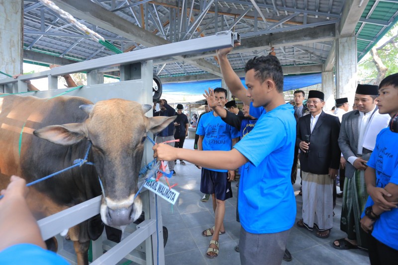 Hewan kurban sebelum disembelih. (Foto: Istimewa) 