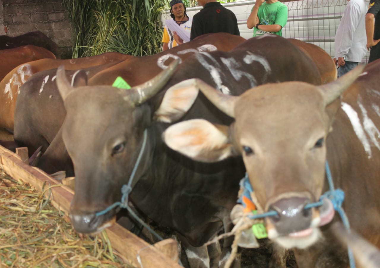 Sapi bali diminati saat jelang Idul Adha. (Foto: asmanu/Ngopibareng.id)