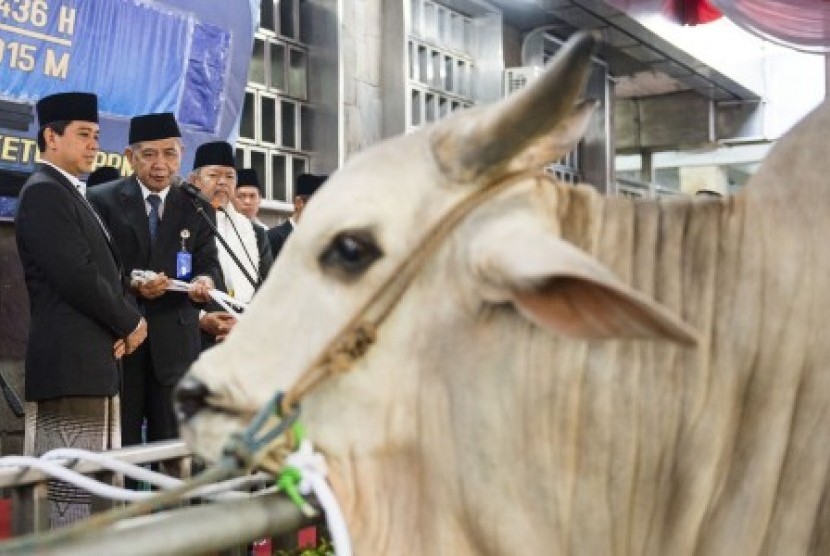 Hewan kurban siap disembelih. (Foto: Istimewa)