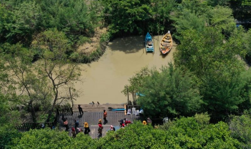 Hutan mangrove Kota Surabaya. (Foto: Humas Pemkot Surabaya)