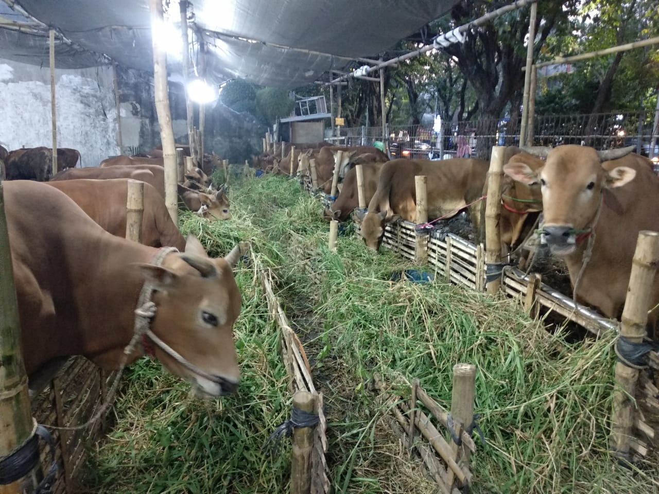 Sapi kurban milik Husni Hidayat di Jl. Nginden Semolo, Surabaya (Foto: M.Rizqi/Ngopibareng.id)