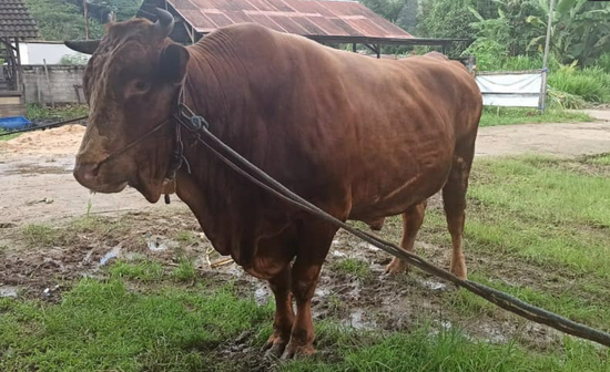 Sapi Simental berwarna coklat, Presiden Jokowi untuk masyarakat Samarinda dengan berat fantastis, satu ton. (Foto: Istimewa)