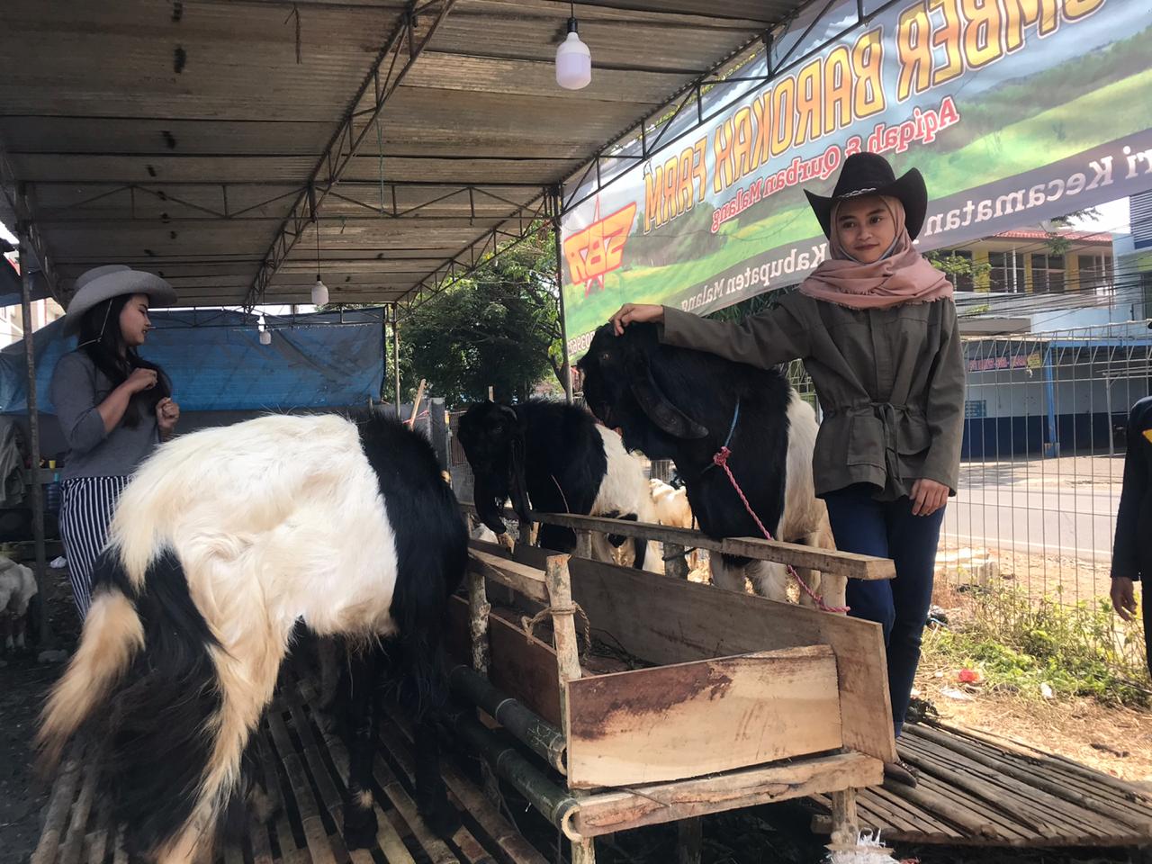 SPG di lapak penjual hewan kurban di Kota Malang (Foto: Lalu Theo/Ngopibareng.id)