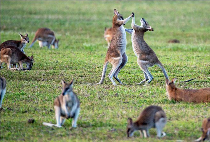 Sebanyak tiga miliar satwa mati dalam kebakaran semak di Australia tahun lalu. Kelompok wallabies di Australia. (Foto: Unsplash.com)