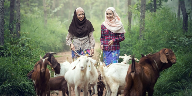 Hewan kurban menjadi ibadah setiap umat. (Foto: Istimewa)