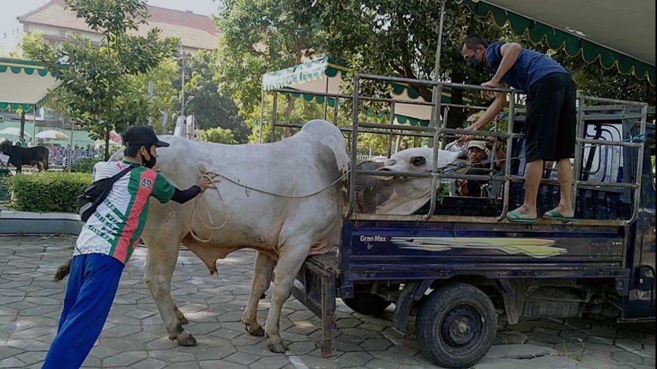 Seekor sapi mengamuk di Masjid Al Akbar, ketika hendak diangkut ke dalam mobil jenis pick up, Jumat 31 Juli 2020. (Foto: Fariz Yarbo/Ngopibareng.id)