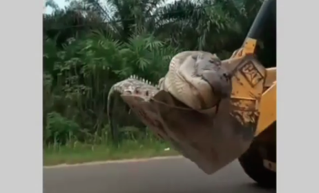 Buaya muara mati dan diangkut menggunakan buldoser. (Dok @viral.menarik