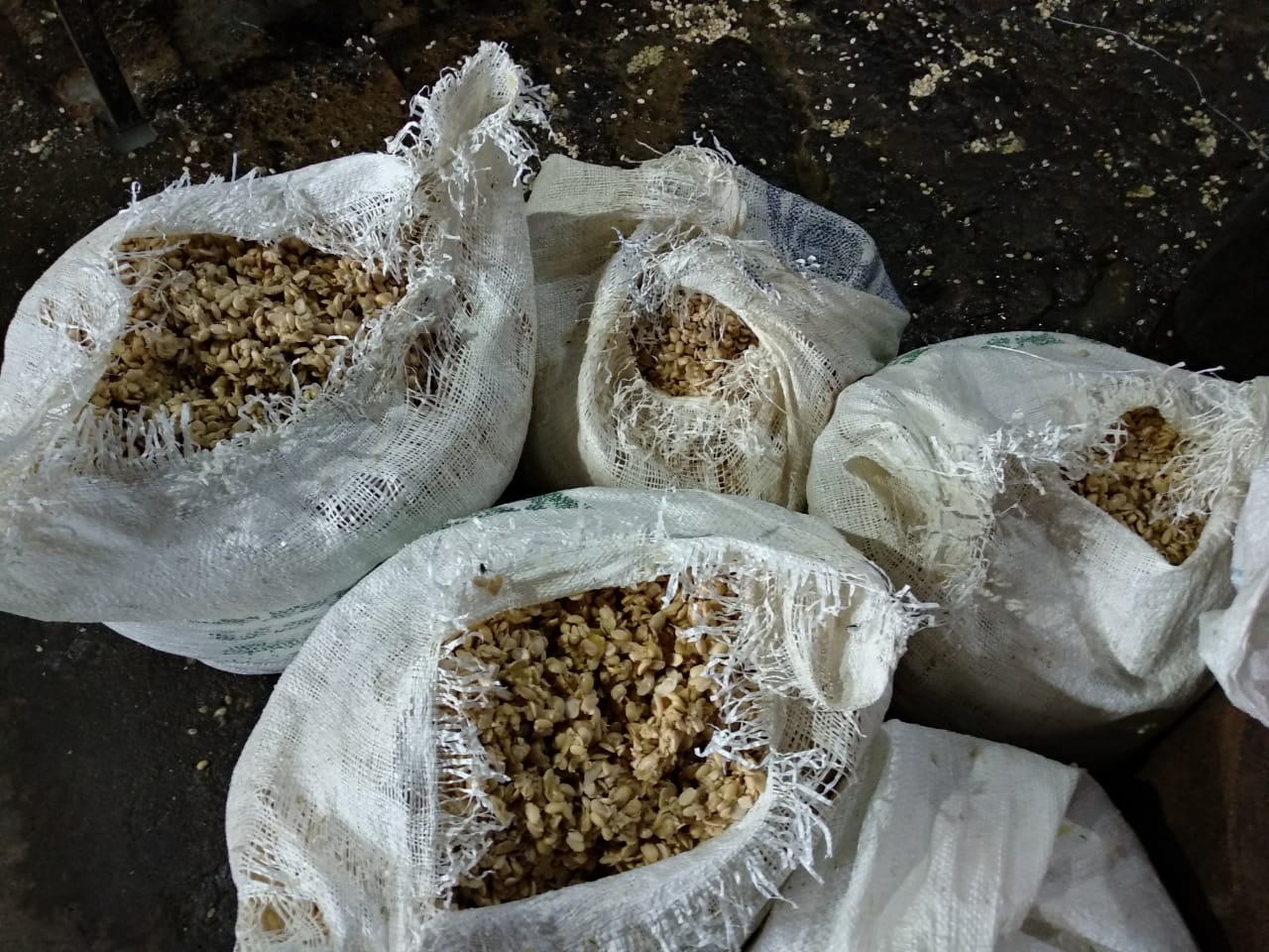 Kedelai yang sudah dicuci dan disimpan di dalam karung beras di tempat produksi milik H Farkhan di Jombang. (Foto: M.Rizqi/Ngopibareng.id)