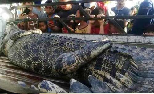 Buaya besar berhasil ditangkap warga  Budong-budong, Mamuju Tengah, Sulawesi Barat , usai memangsa  seorang ibu. (Foto:Antara)