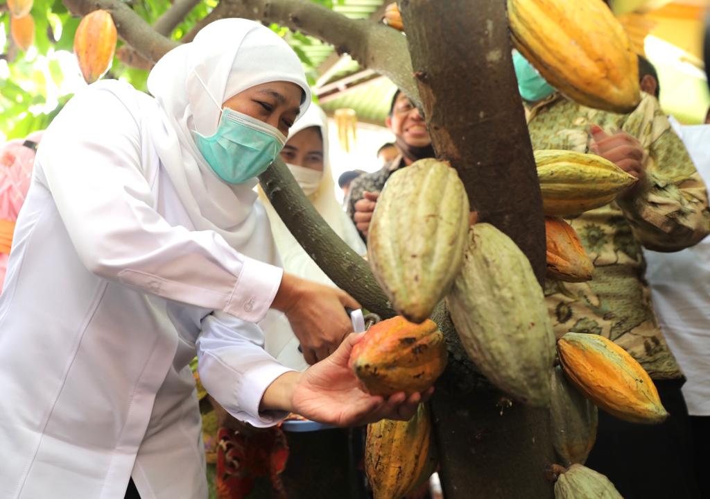 Gubernur Jatim saat panen cokelat di Dlanggu, Mojokerto. (Foto: Dok Humas)