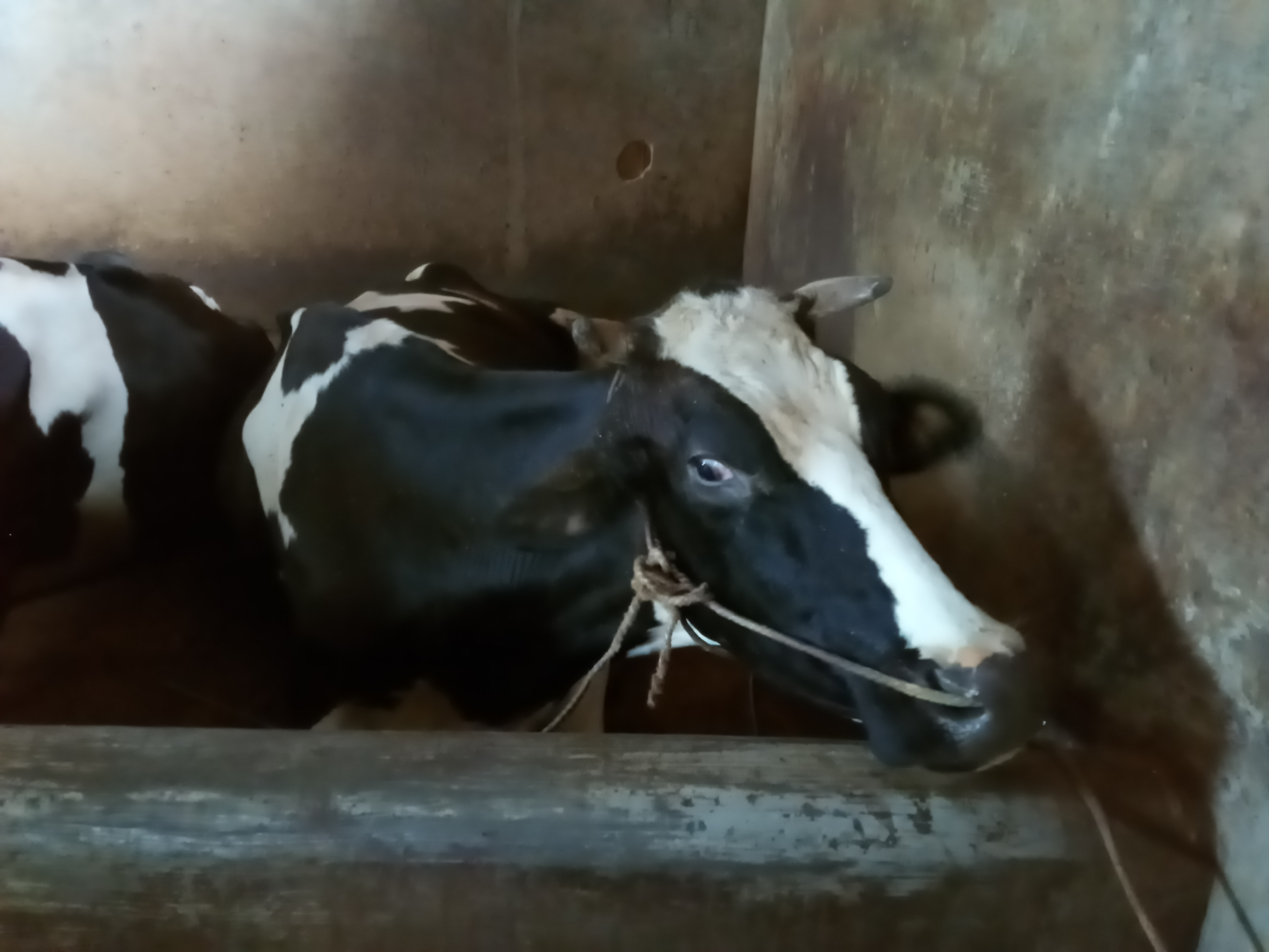 Induk yang melahirkan sapi kembar siam (Foto: Lalu Theo/ngopibareng.id)