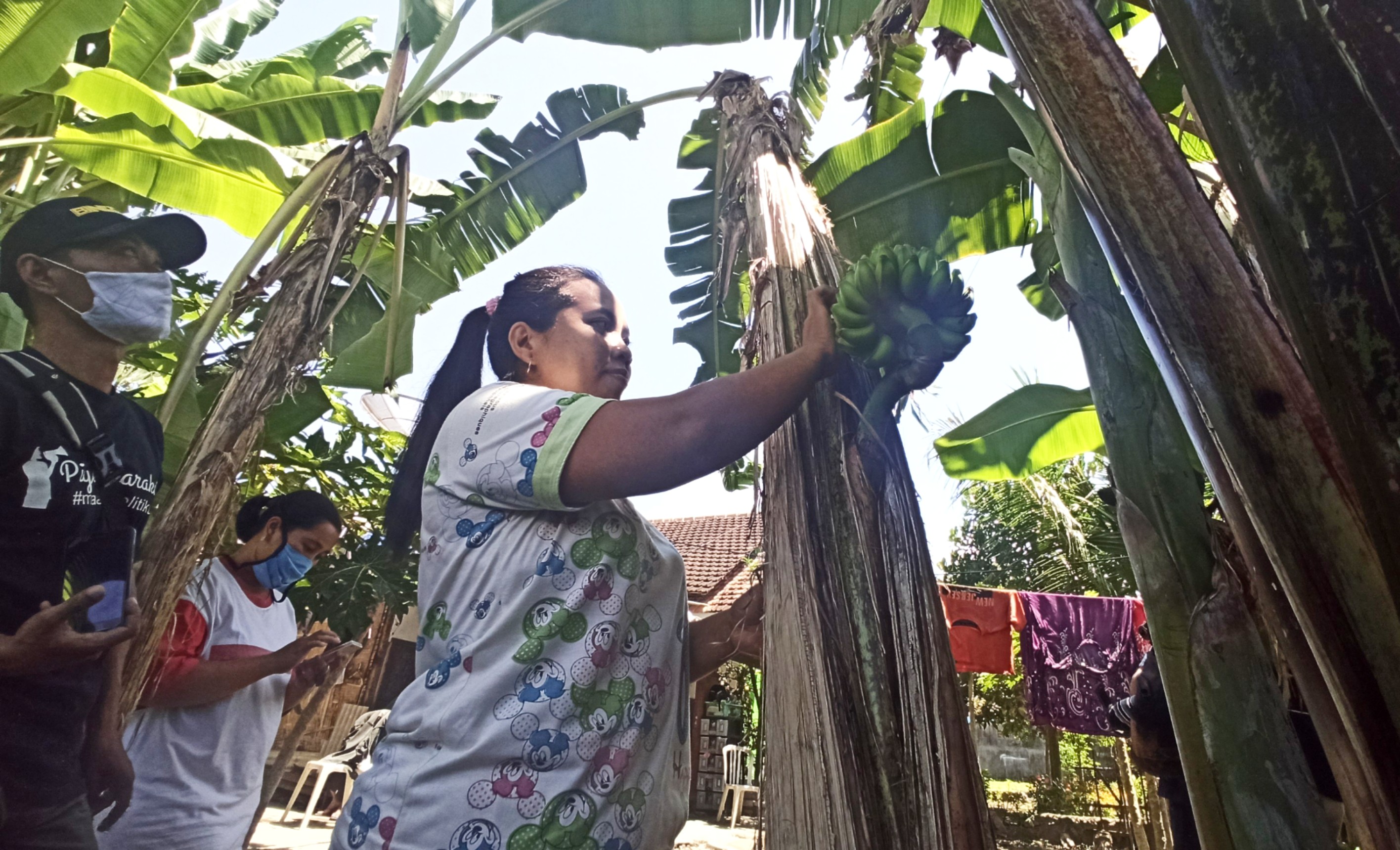 Pohon pisang emas unik. Buahnya tumbuh dari bagian tengah batang pohonnya (Foto: Muh Hujaini/ngopibareng.id)