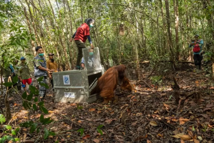 Tim gabungan Wildlife Rescue Unit (WRU) Balai Konservasi Sumber Daya Alam (BKSDA) Kalbar Seksi Konservasi Wilayah (SKW) I dan IAR Indonesia melakukan penyelamatan terhadap satu orangutan jantan dewasa di kebun milik warga di Desa Sungai Pelang, Kecamatan Matan Hilir Selatan, Kabupaten Ketapang, Kalimantan Barat. (Istimewa)