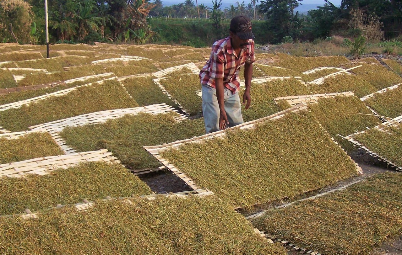 Petani di Kecamatan Paiton, Kabupaten Probolinggo menjemur tembakau rajangan. (Foto: Ikhsan Mahmudi/Ngopibareng.id)