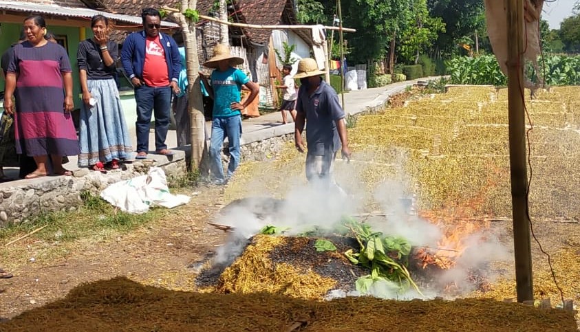 Petani di Desa Petunjungan, Kecamatan Paiton, Kabupaten Probolinggo membakar tembakau. (foto: Ikhsan Mahmudi/ngopibareng.id)