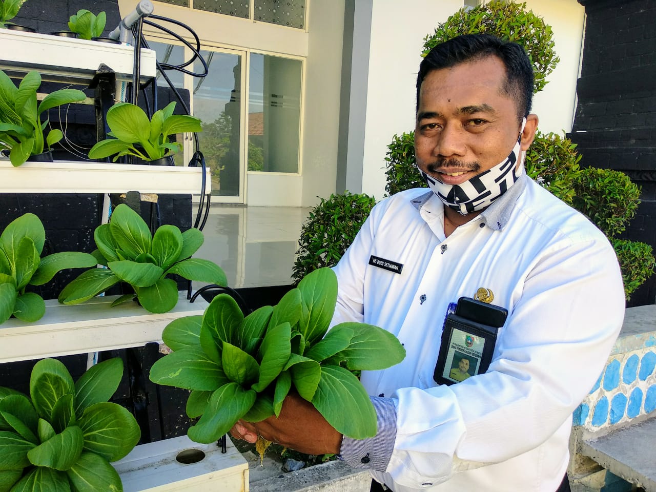 M Budi Setiawan, Kasubag Keuangan Disdikbud saat memanen sawi hidroponik. Budi terlihat sumringah memetik sawi yang dirawatnya sejak Maret 2020 (Foto: M.Rizqi/Ngopibareng.id)