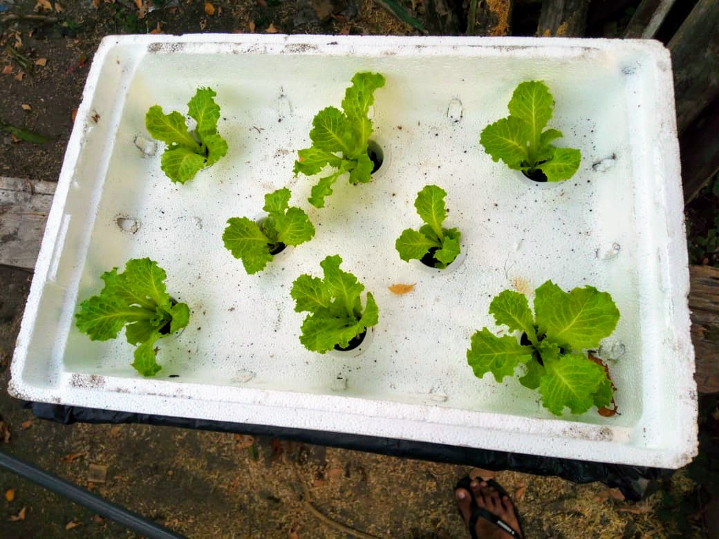 Contoh tanaman hidroponik yang menggunakan media statis, yakni di styrofoam (Foto: Dok Rusdi Waluyo)