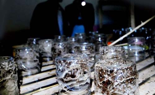 Koloni-koloni semut yang diperdagangkan. (Foto:Antara) 