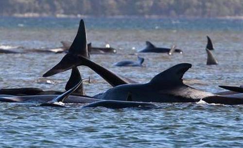 Ratusan paus pilot terdampar di pesisir Pulau Tasmania, Australia. (Foto:OBC)