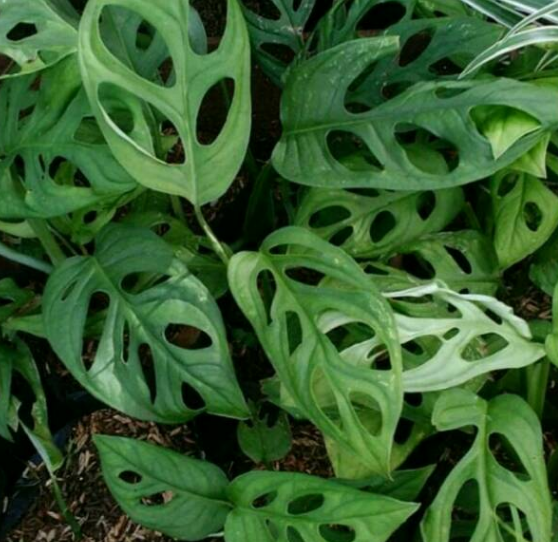 Monstera Adansonii atau janda bolong diburu pehobi tanaman hias. (Foto: Istimewa)