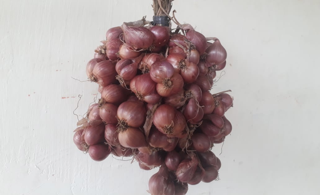 Bawang merah non kimia produksi petani Gogodeso Blitar. (Choirul Anam/ngopibareng)