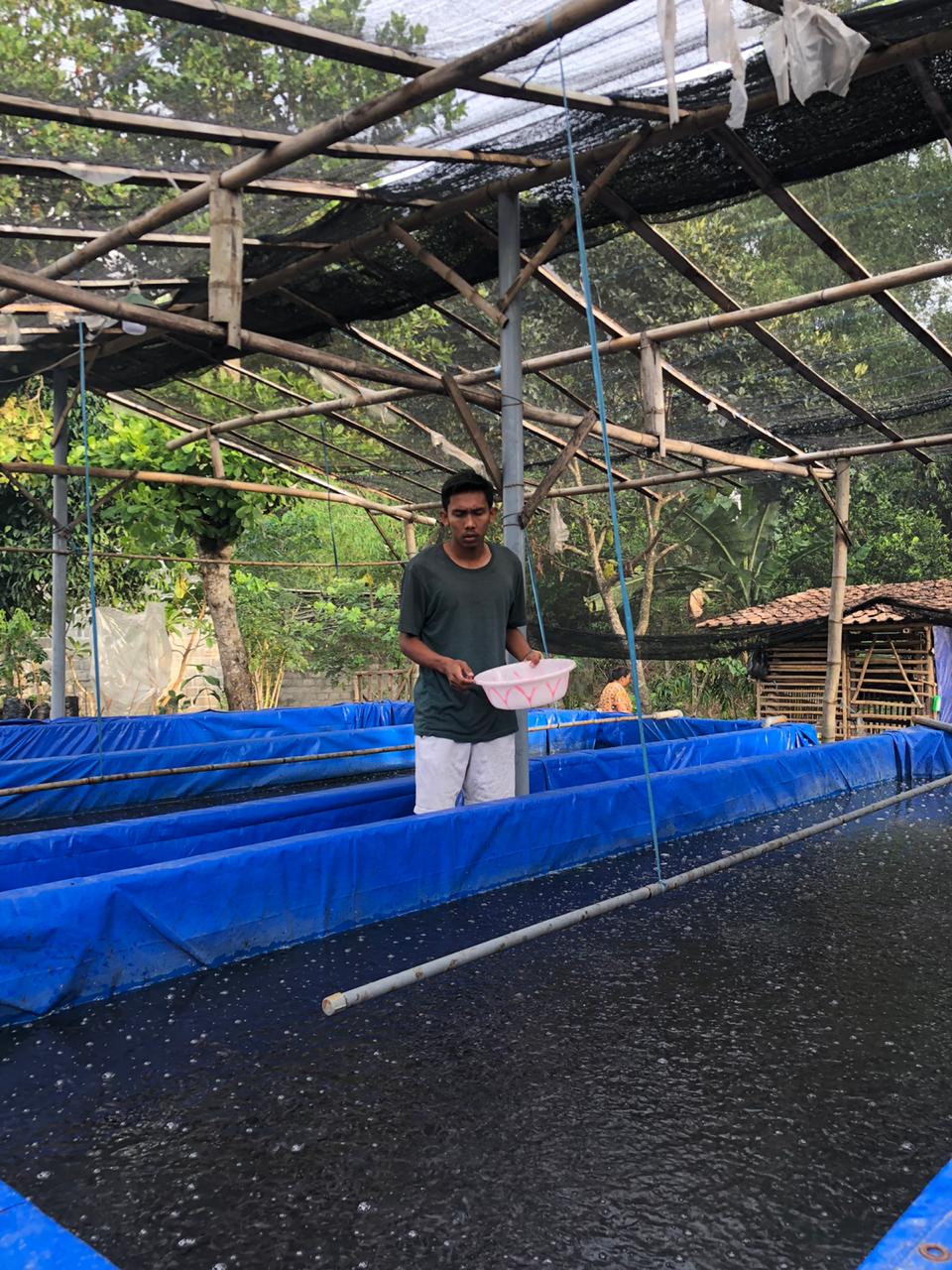 Yusuf Meilana Fuad Burhani, pemain belakang Persik menjadi peternak pembibitan ikan lele (istimewa)