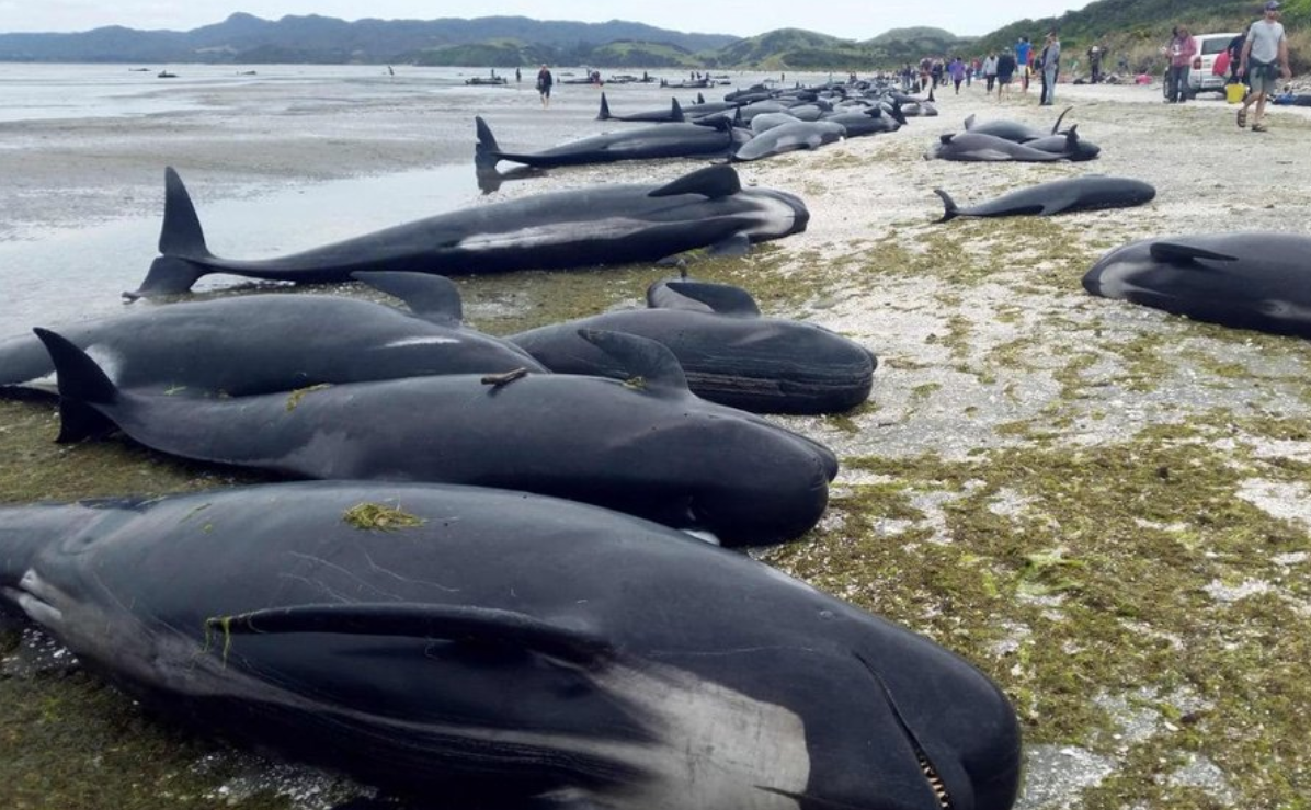 Ratusan paus pilot terdampar di pantai Selandia Baru di tahun 2017. (Telegraph/Twitter)