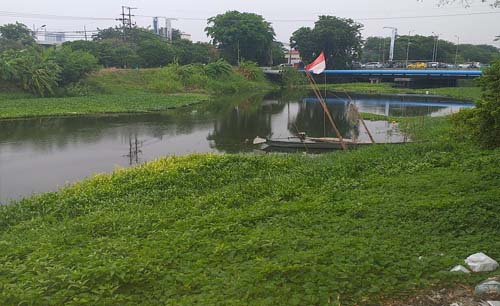 Bendera merah putih berkibar di sekitar hamparan tanaman eceng gondok di bawah Jembatan Nginden, Surabaya. Apakah ini bagian dari penghijaun kota? Merdeka! (Foto: m. anis)