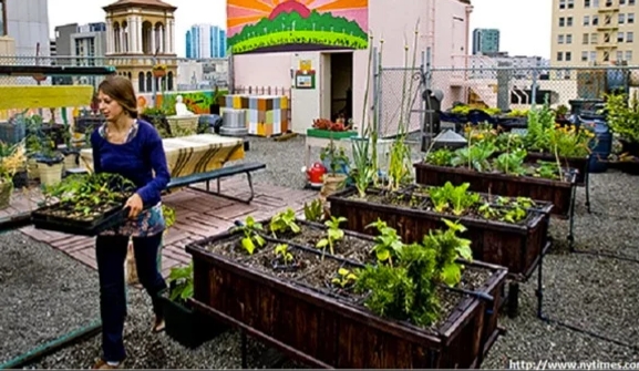 Ilustrasi berkebun di atas rumah.(foto: google)