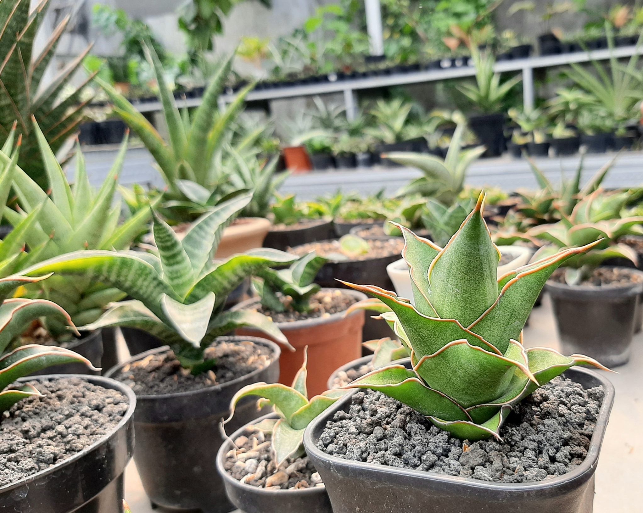 Tanaman sansevieria yang saat banyak digemari masyarakat. (Foto: Pita Sari/Ngopibareng.id)