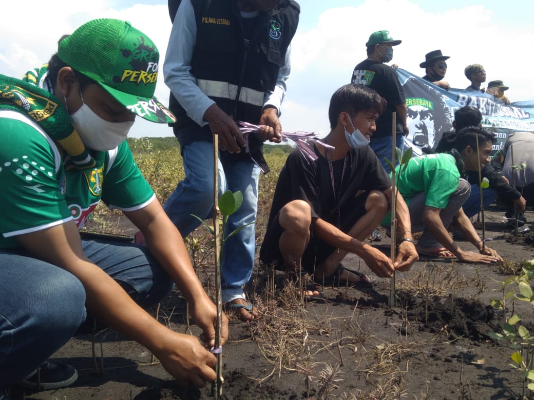 Sekitar 150 orang Bonek Probolinggo menanam bakau di Pantai Permata, Pilang, Kota Probolinggo. (Foto: Ikhsan Mahmudi/Ngopibareng.id)