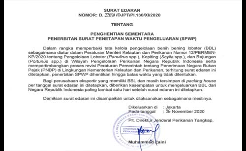 Kementerian KP keluarkan edaran, ekspor benih lobster dihentikan. (Foto:KKP)