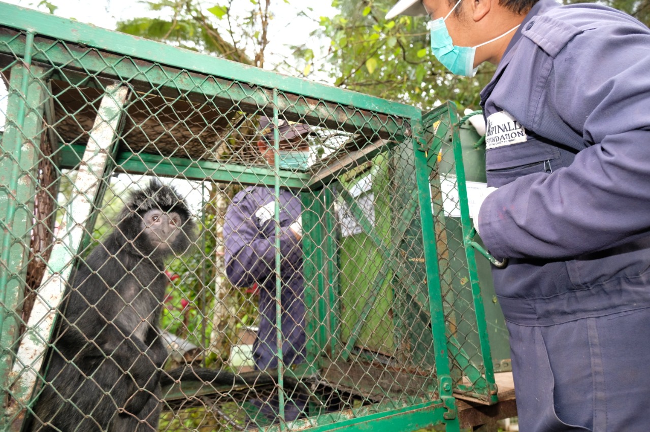 Salah satu ekor Lutung Jawa yang akan dilepasliarkan di kawasan Hutan Lereng Timur Gunung Biru, Batu, Jawa Timur (Foto: Istimewa)