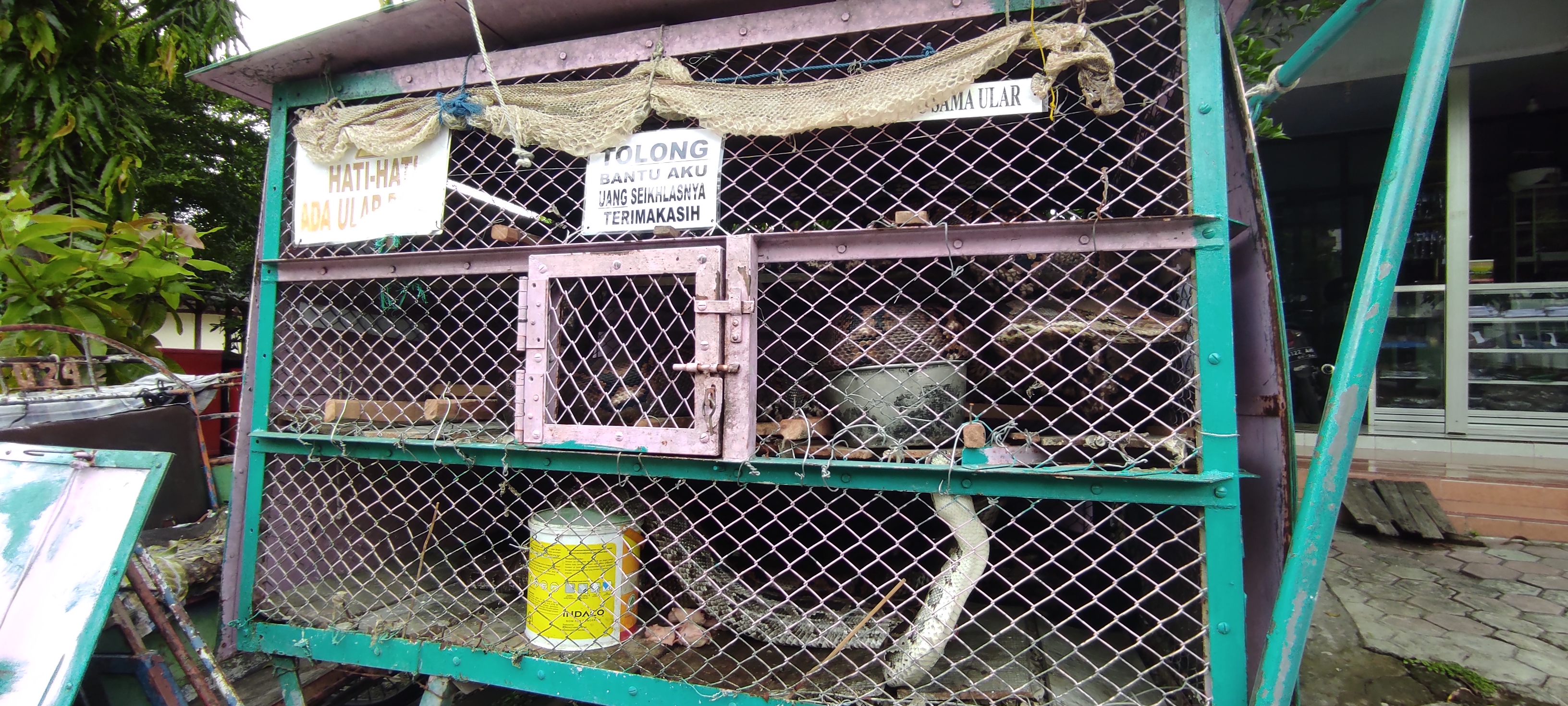 Kandang empat ekor ular phyton milik Abdul Mukti. (Fendhy Plesmana/Ngopibareng.id)