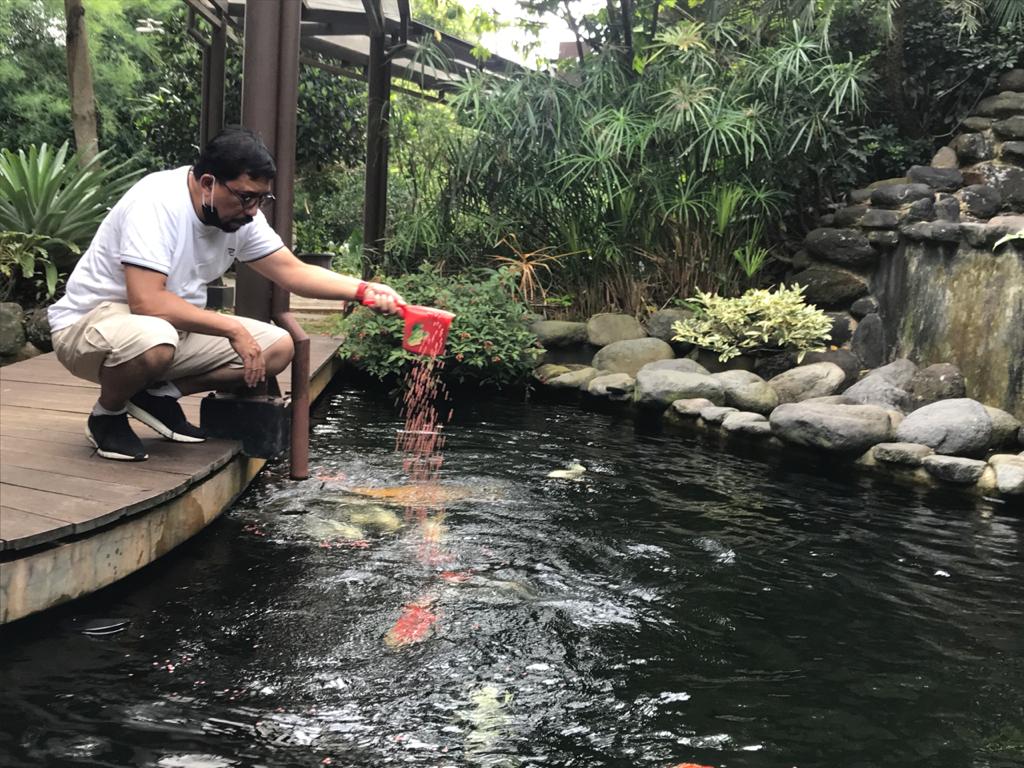 Machfud Arifin memberi makan ikan Koi di kolam. (Foto: Dok. Pribadi)