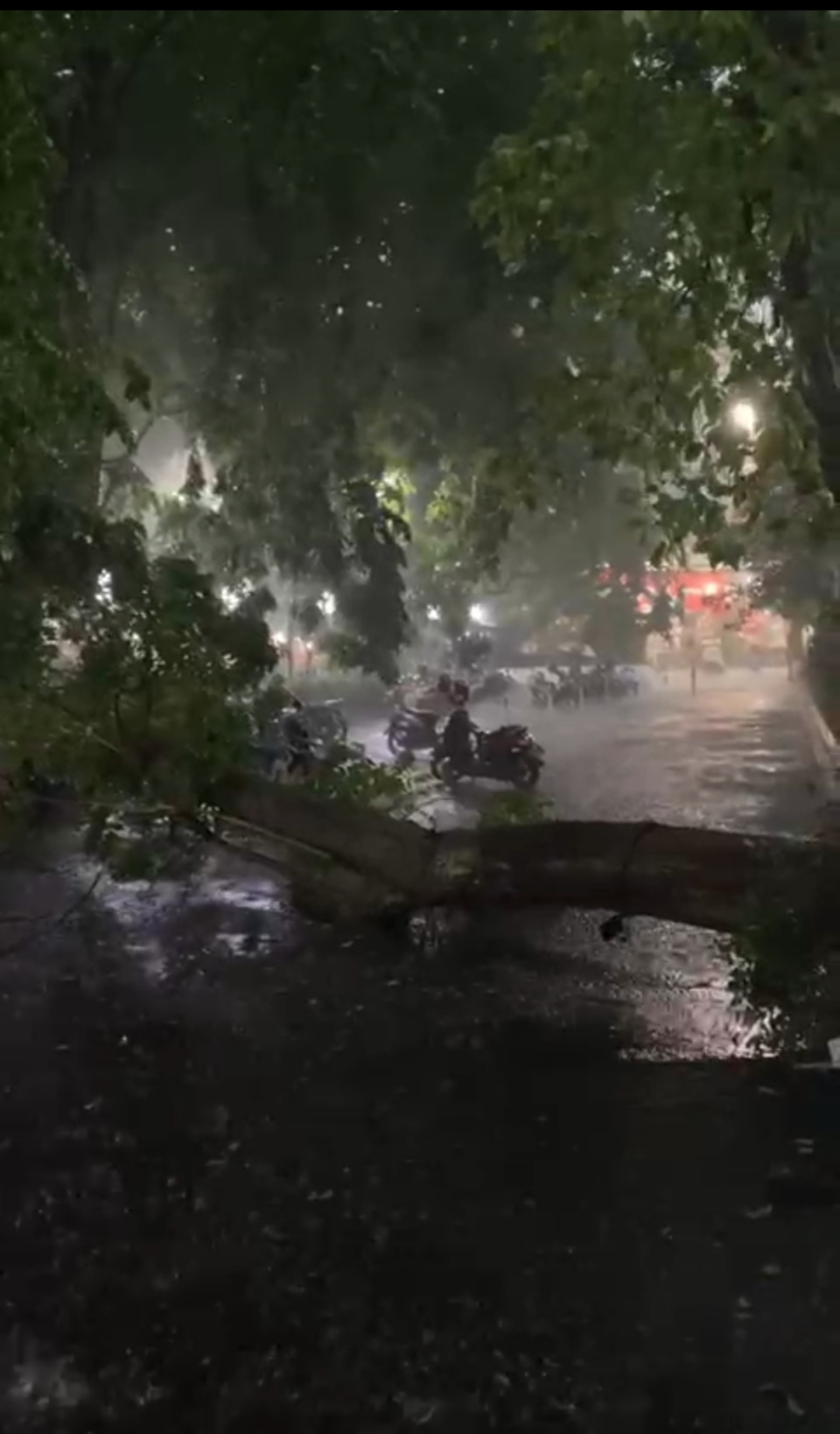 Pohon tumbang di Jalan HM Tamrin Kota Kediri (Istimewa) 