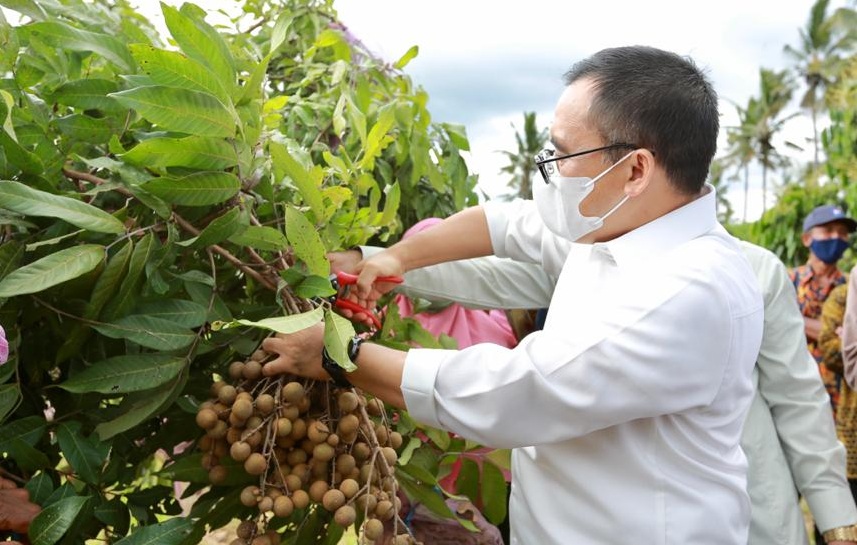 Bupati Banyuwangi Abdullah Azwar Anas memanen buah Kelengkeng di Desa Karangsari, Kecamatan Sempu, Banyuwangi (foto: istimewa)