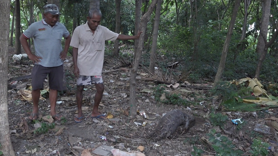 Ular yang diamankan warga untuk sementara diikat di pohon sambil menunggu diambil aparat berwenang. (Foto: istimewa)